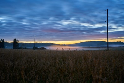 Brown grass panorama
